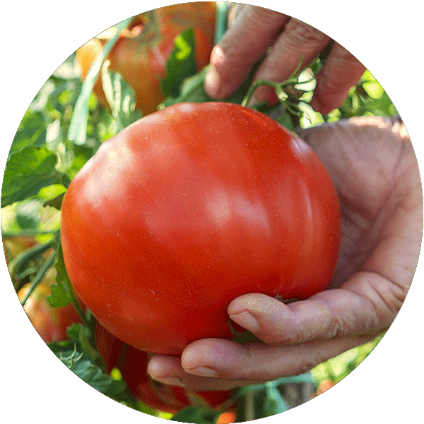 A hand reaching to harvest a tomato off of a plant in a garden.